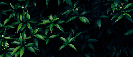 Background green leaves, plant of leaf green jungle nature, abstract dark background and wallpaper, for design.