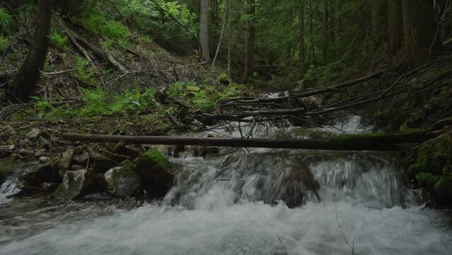 Real time shot of fast white water creek in Northern Idaho forests in summer