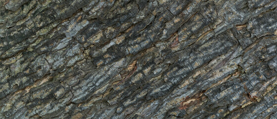Bark tree texture blank for design.