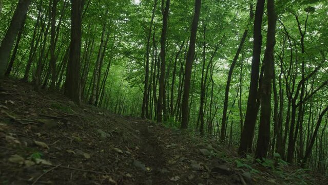 Gimbal shot over dirt path in dark Pennsylvania forest in summertime in slow motion