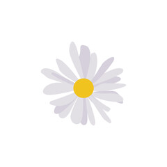 White daisy flower