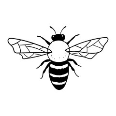 Honey bee or bumble isolated on white. Insect in hand drawn style. Vector monochrome doodle illustration .