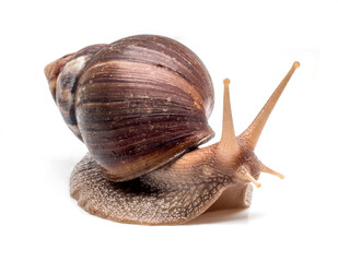Snail on a white background, are classified as invertebrates and like to eat vegetables.