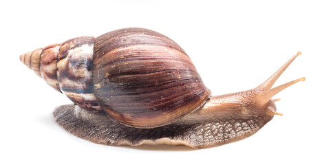 Snail on a white background, are classified as invertebrates and like to eat vegetables.
