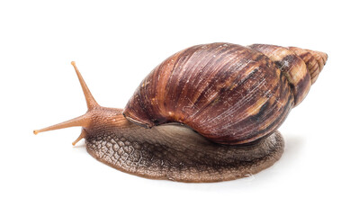 Snail on a white background, are classified as invertebrates and like to eat vegetables.