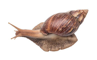 Snail on a white background, are classified as invertebrates and like to eat vegetables.