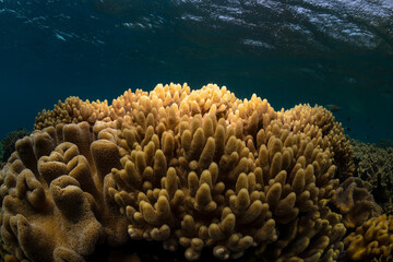 Naklejka na ściany i meble Coral reef, Heron Island Australia