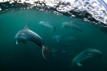Fototapeta premium Underwater photo of wild dolphins, Australia