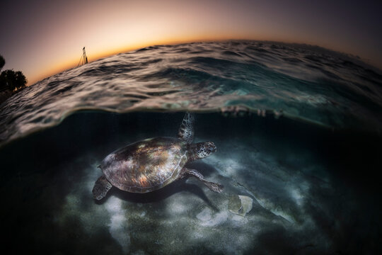 Green Turtle, The Great Barrier Reef Australia