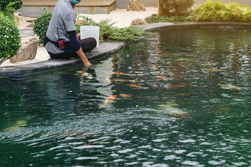 Asian male worker take care and feeding food by hand to his lovely pet. Guy feeding flock of japanese beautiful colorful koi carps fish swimming in pond of japanese garden style. Animal care concept.