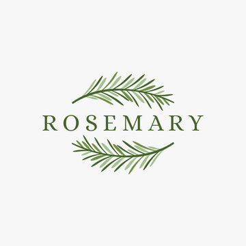 Fresh green rosemary logo icon vector on white background