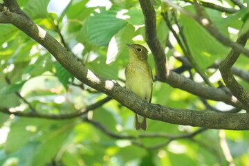 narcissus flycatcher on a branch