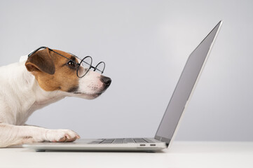 Portrait of dog jack russell terrier in glasses at work on a laptop. 