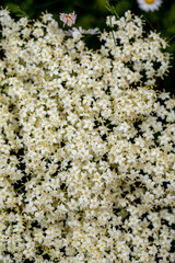 Sambucus nigra growing in meadow, close up	