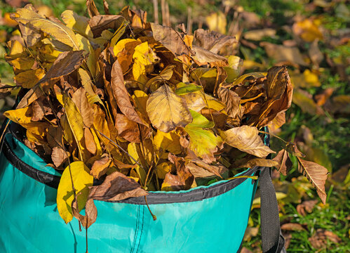 Herbstlaub im Abfallsack im Garten