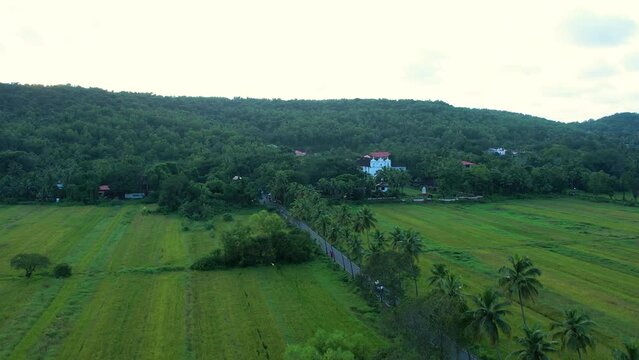 Beautiful 4k drone shot in Coconut tree in Parra road - South goa, India