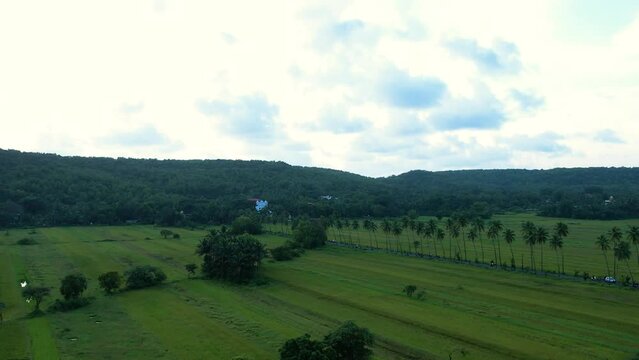 4k drone shot Coconut tree in South goa - Parra Road
