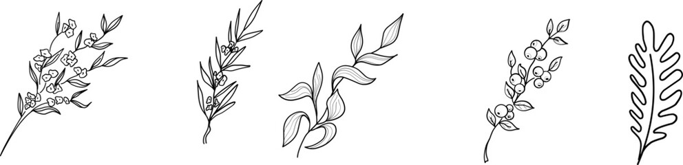 Wildflowers collection. Collection of twigs. Twigs Hand drawn vector floral elements.  Hand-drawn doodles illustration. Line art. Icon