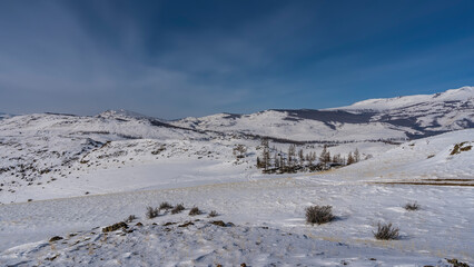 Fototapeta na wymiar Endless expanses of high-altitude snow-covered plateau. Dry grass, bushes, bare trees are visible. The road is trampled in snowdrifts. Mountains against the blue sky. Altai
