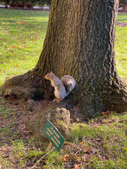 Squirrel being cute 2