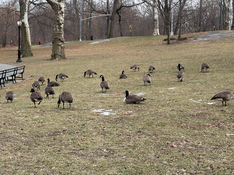 Geese In Central Park