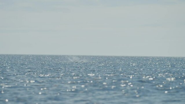 Sting ray jumping in wide open ocean in Mexico rack focus slow motion