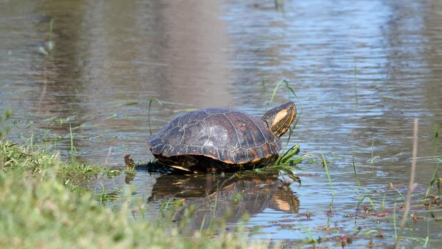 Black bellied slider turtle sunning in shallow water with reflection of the terrapin on the water in Parque De Palmar Argentina