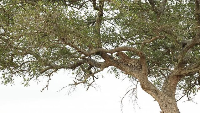 A leopard lying in a tree sharpens its claws on the branch in the Masai Mara, Kenya.
