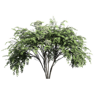 Japanese Angelica Tree – Front View