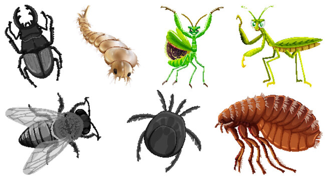 Set of different kinds of insects