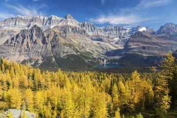 Fototapeta na wymiar Golden Yellow Larches Forest and Canadian Rocky Mountain Peaks. Scenic Autumn Landscape View Lake O'Hara Alpine Basin, Yoho National Park BC Canada
