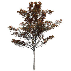 Fototapeta premium Japanese Maple Tree – Front View