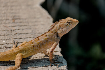 bearded dragon lizard