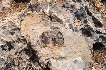 Remains  of petrified corals on the surface of the mountain in the national reserve - Nahal Mearot Nature Preserve, near Haifa, in northern Israel