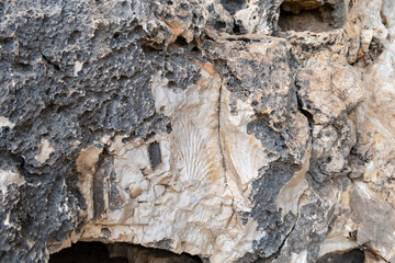 Remains  of petrified corals on the surface of the mountain in the national reserve - Nahal Mearot Nature Preserve, near Haifa, in northern Israel