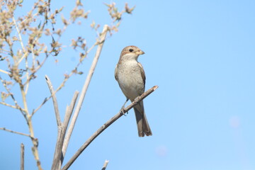 bird on a branch