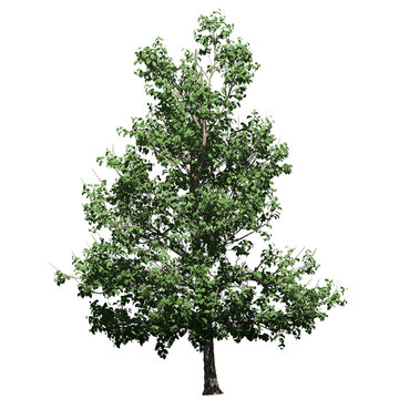 Korean Stewartia Tree – Front View