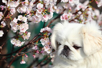 桜と白いペキニーズ