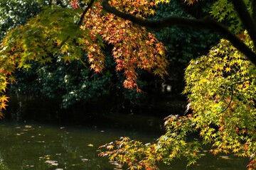 光を浴びて輝く紅葉情景＠栗林公園、香川