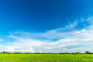 beautiful Rice field green grass with field cornfield with air atmosphere bright blue sky background abstract clear texture with white clouds.