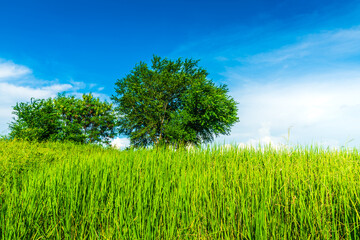 Tree green leaves on with a meadow Burnt rice stubble in a rice field after harvest with in country agriculture with fluffy clouds blue sky daylight background.