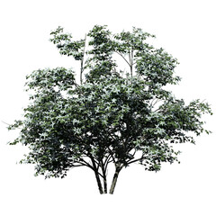 Kousa Dogwood Tree – Front View