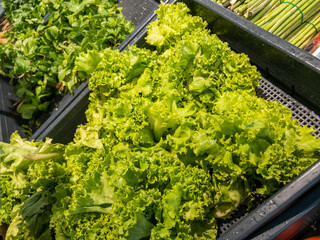 Fresh organic Vegetables and fruits on shelf in supermarket, farmers market. Healthy food market...