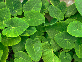 abstract stunning green leaf texture, tropical leaf foliage nature dark green background.