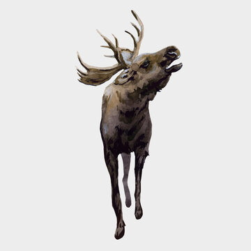 Beautiful vector stock illustration with hand drawn watercolor forest wild elk animal. Clip art image.