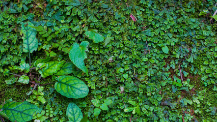 Green moss leaf in the forest as texture