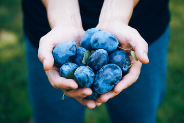 handful of ripe plums in hands, harvesting, veggie concept 