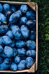 harvest of plums in a wooden box, top view, flat view, ripe prunes 