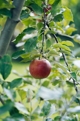 red ripe apple on a branch in the garden, harvest 