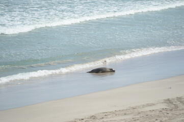 A seal taking a rest on the beach